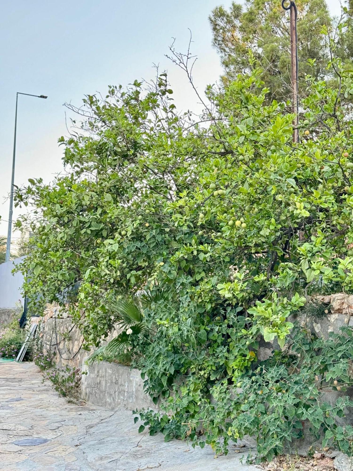Rose Hotel B&B Patara Exterior photo